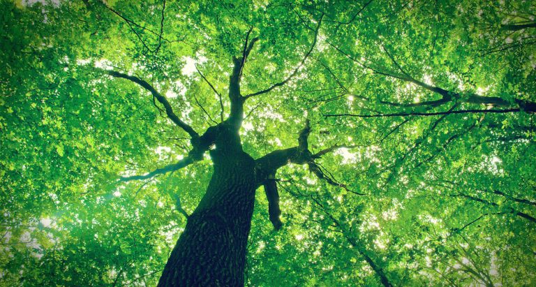 Dia Internacional das florestas e árvores