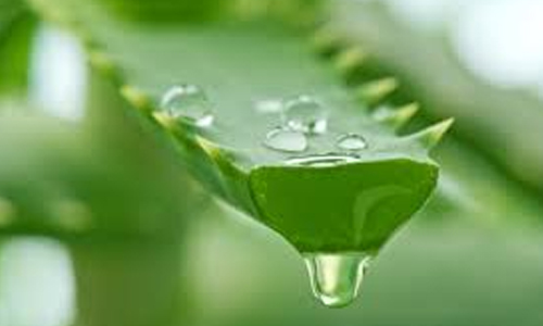 08.04 – DIA MUNDIAL DO COMBATE AO CÂNCER