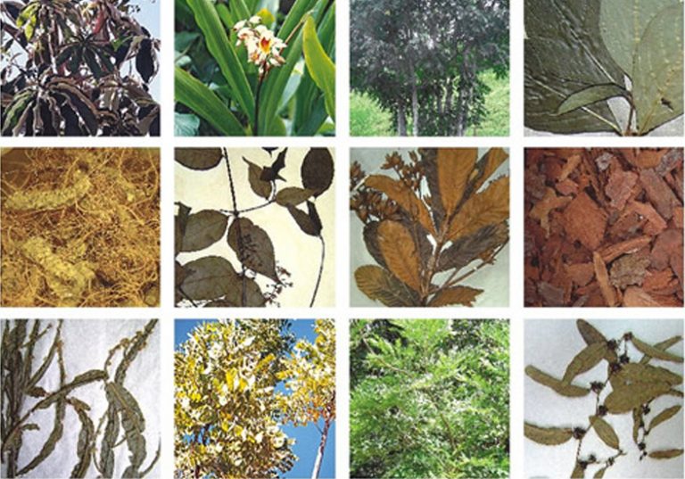 Plantas Medicinais – A origem da cura!