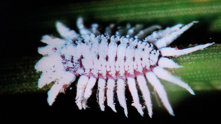 Você sabe de onde vem o vermelho do batom?